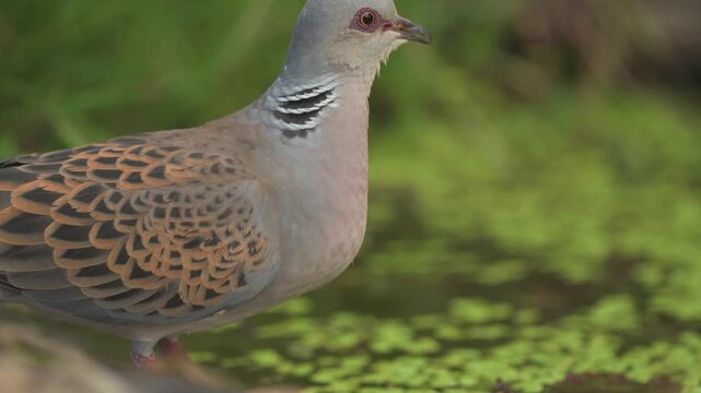 European Turtle Dove (Streptopelia turtur) coming to drink water from a pond on a scorching day.
