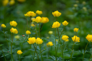 Fototapeta premium Like tiny lanterns lighting the meadow, European globeflowers sway gently in the spring breeze. European globeflowers (Trollius europaeus) blooming in a lush spring meadow. 