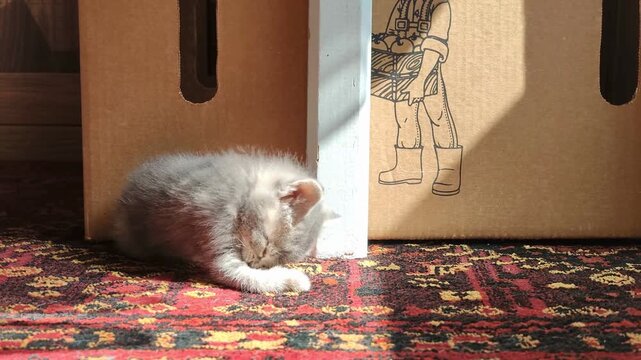 Cute white kitten, sleeping cat, resting animal, indoor pet