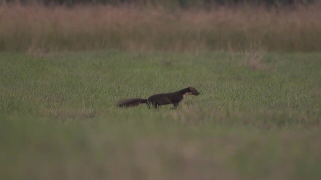 Pine marten (martes martes) running in meadow at dusk. Slow motion, slow motion.