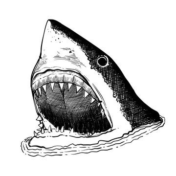 Hand drawn sketch of shark one mouth with line art sketch style in vector file 