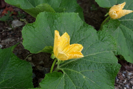 Close up beside view yellow flower Benincasa hispida or White gourd blooming and green leaves background with detail blade. Another name Winter melon, Winter gourd, Wax gourd, Ash gourd.