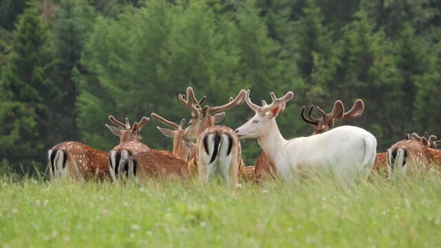 Unique albino fallow deer grazing with herd