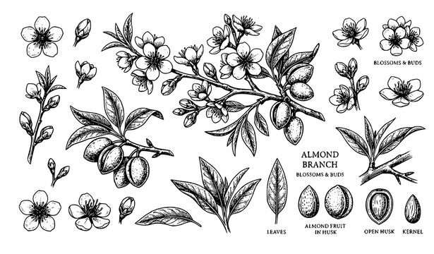 Almond Branch and Botanical Tree Vector Illustration Set Featuring Hand Drawn Vintage Sketched Blossoms, Flowers, Leaves, Raw Nuts, and Kernels for Organic Cosmetic Packaging Design Layouts
