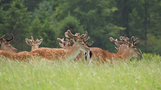 Herd of fallow deer with velvet antlers grazing in a green meadow