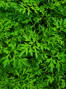 Fresh green leaves of Cosmos caudatus or king's salad plant growing densely in the garden.