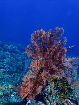 Gorgonian coral - marine fauna. Underwater photo of a colorful gorgonian at a coral reef. From a scuba dive in the Andaman sea.