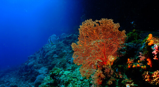 Gorgonian coral - marine fauna. Underwater photo of a colorful gorgonian at a coral reef. From a scuba dive in the Andaman sea.