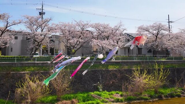 Koinobori streamers flying above Kanare River with cherry blossoms in full bloom on sunny spring day, colorful carp windsocks blowing in the wind, Nagoya, Japan