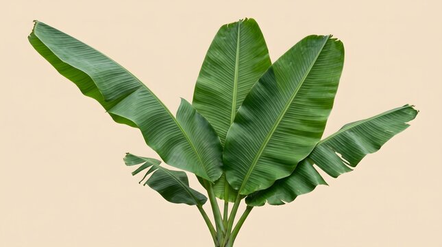 Vibrant green banana leaves fan out elegantly, showcasing natural tropical foliage against a serene light background, perfect for a botanical accent or healthy lifestyle theme