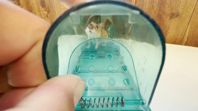 A tiny house mouse waits alertly inside a green plastic live trap held by a hand. Looking down the clear plastic tunnel brings feelings of relief, empathy, and hopeful anticipation.