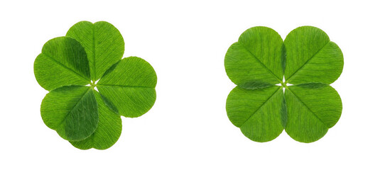 Two fourleaf clovers isolated on transparent background