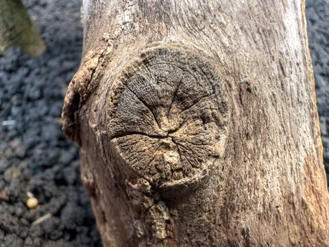 Close-Up of Tree Trunk Knot with Natural Wood Grain Texture
