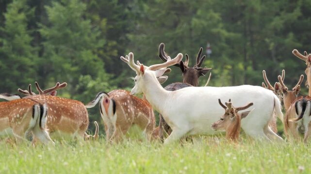 Albino fallow deer walking through a herd in a green meadow