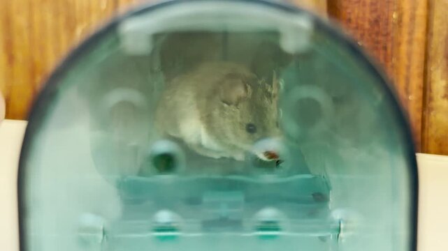 A small brown mouse sits trapped inside a clear plastic humane trap indoors. This quiet view brings a compassionate and hopeful feeling for its survival.