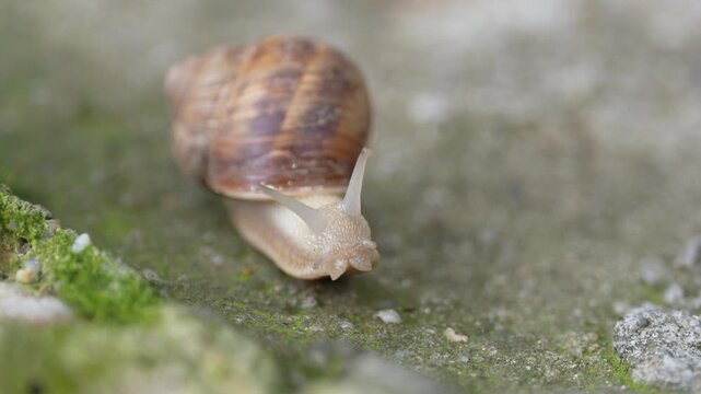 A garden snail crawling through a lush garden in its natural habitat. The close-up image captures the intricate spiral shell, soft textured body, and extended tentacles as the snail moves across green