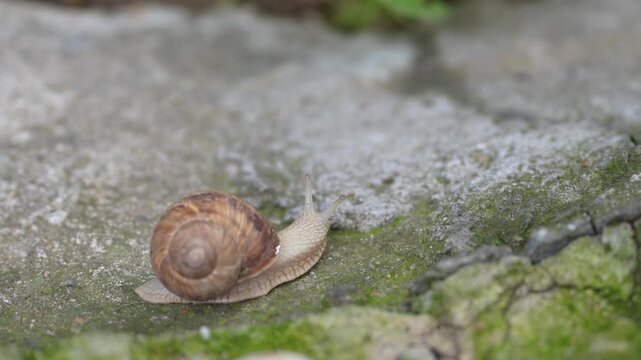 A garden snail crawling through a lush garden in its natural habitat. The close-up image captures the intricate spiral shell, soft textured body, and extended tentacles as the snail moves across green