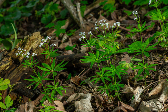 Fragrant Galium odoratum blooming in a woodland setting with vibrant green leaves and delicate white flowers