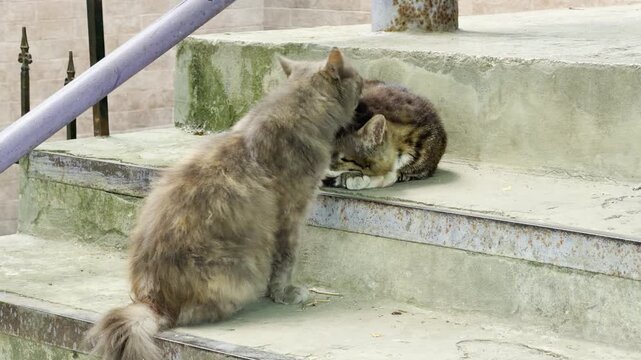 A fluffy grey cat grooms a brown tabby cat sitting on concrete steps. This tender moment of mutual care between the two feline friends creates a heartwarming, loving, and peaceful atmosphere.