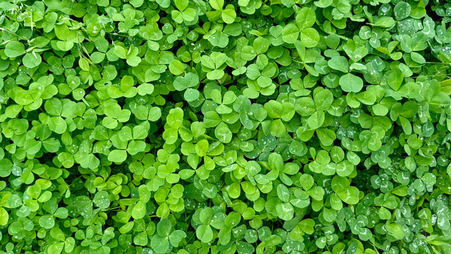 Seamless green clover leaf background pattern