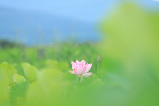 水辺の花」の写真素材 | 29,147件の無料イラスト画像 | Adobe Stock