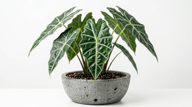 Alocasia polly houseplant in grey concrete pot isolated on white background
