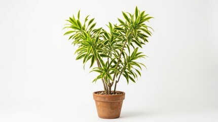 Fototapeta premium Dracaena reflexa song of india plant in a terracotta pot isolated on white background