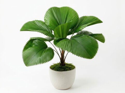 Ruffled fan palm plant in a white ceramic pot isolated on white background