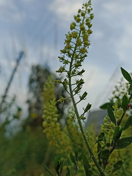 Reseda lutea spike against cloudy sky
Keywords: reseda