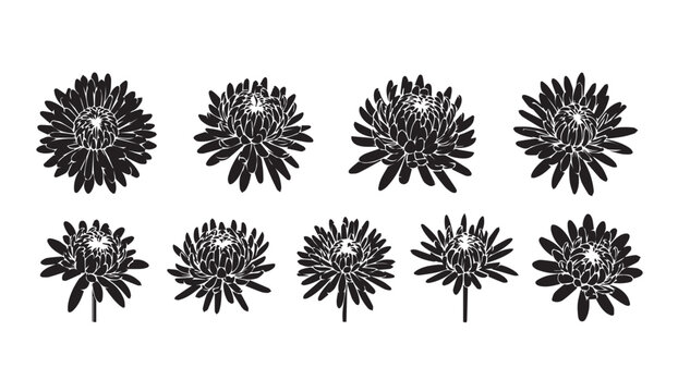 Collection of aster flowers in silhouette against a white background with delicate petal detail for graphic design