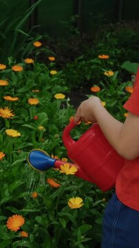 Vertical. Summer vibes. Small boy watering flower bed with calendula plants in summer garden.