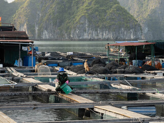 Floating fish farm village in Halong Bay Vietnam limestone karsts © Simon