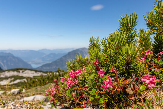 Alpine roses on Krippenstein mountain with Hallstatt lake view in Austria