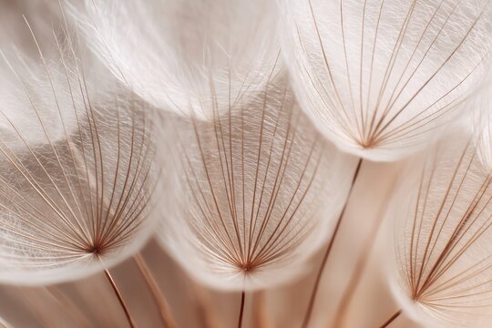 A close-up abstract view of a dandelion seed head, focusing on delicate, feathery structures