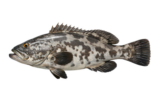 Saltwater mystic grouper (Hyporthodus mystacinus) isolated on transparent background.