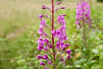 Fototapeta premium pink flowers in the field