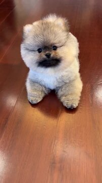 Fluffy pomeranian puppy sitting on a polished hardwood floor showcasing playful head tilts and vibrant expressions in this charming high definition pet motion clip captured during a bright indoor afte