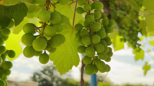 Clusters of green grapes hang from a leafy vine in the bright sun. This scene of summer abundance brings a peaceful, refreshing feeling to the garden.