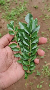Closeup of farmer hand holding organic green curry leaves, koenigii or murraya leaf aromatic spice flavoring condiment. Sweet neem agriculture or cultivation concept.