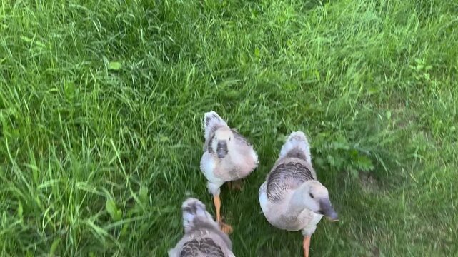 Fluffy goslings running in lush green grass, close-up wildlife, playful farm birds in natural habitat on meadow
