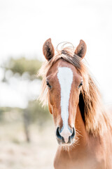 Close-up portrait of a chestnut horse with a white blaze and flowing mane in a soft-focused pasture © PIC by Femke