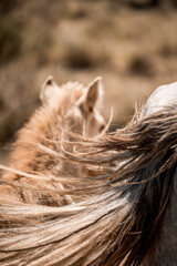 Close-up of a chestnut horse mane and hindquarters with flowing tail in sunlit dry grassland © PIC by Femke