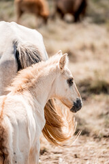 Close-up portrait of a cream foal with flowing mane standing in a sunlit dry pasture with grazing horses in the background © PIC by Femke