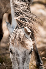 Close-up portrait of a gray horse grazing in a dry pasture with long tousled mane and soft natural light © PIC by Femke
