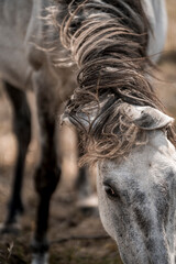 Close-up of a grazing gray horse with a long windblown mane and textured coat in a rural pasture © PIC by Femke