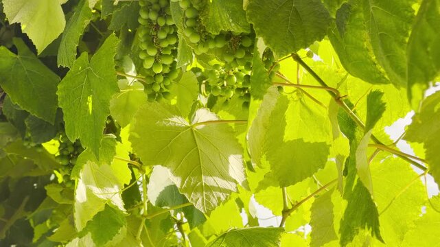 Green grapes hang from the vine under bright leaves. This sunny scene creates a peaceful feeling of summer abundance and natural beauty.