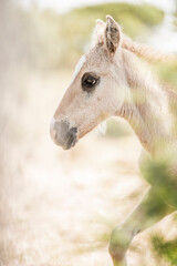 Soft close-up portrait of a cream-colored foal with a blonde mane in a sunlit pastoral setting and dreamy bokeh background © PIC by Femke