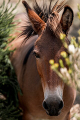 Close-up portrait of a brown horse head with flowing mane peeking through budding branches and soft-focus foliage in a rural outdoor setting © PIC by Femke