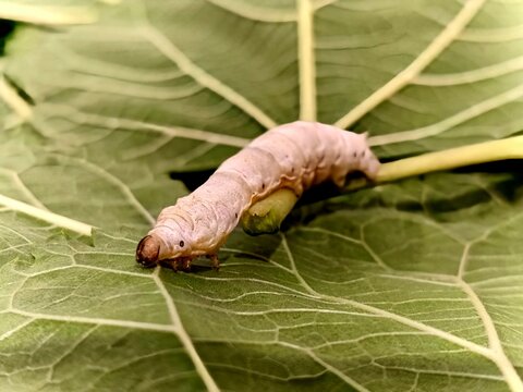 Silkworm caterpillar eating mulberry leaf. Domestic silk moth larva for sustainable textile production and sericulture farm.