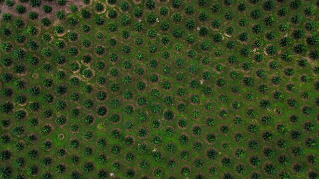 Aerial View of Dense Palm Oil Plantation in Tropical Ecuador, Repeating Agricultural Rows, Green Crop Texture and Rural Land Use Background